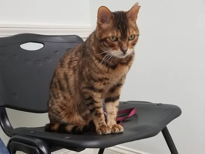 Tower Hill Animal Hospital 10