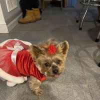 Londonderry Animal Clinic ico