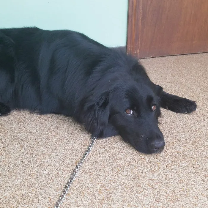 Londonderry Animal Clinic 7