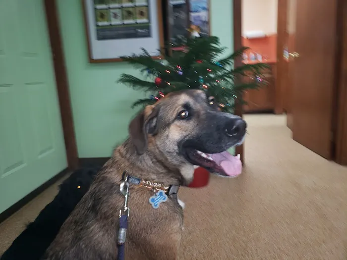 Londonderry Animal Clinic 4