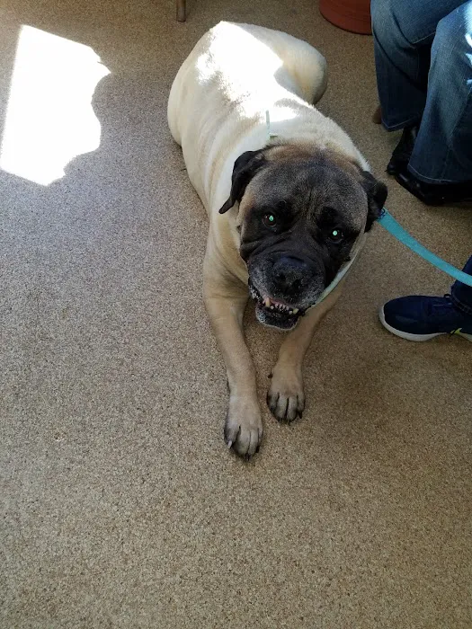 Londonderry Animal Clinic 8