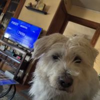 Smiley Veterinary Clinic ico