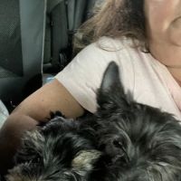 Allenstown Animal Hospital ico