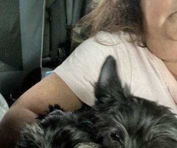 Allenstown Animal Hospital
