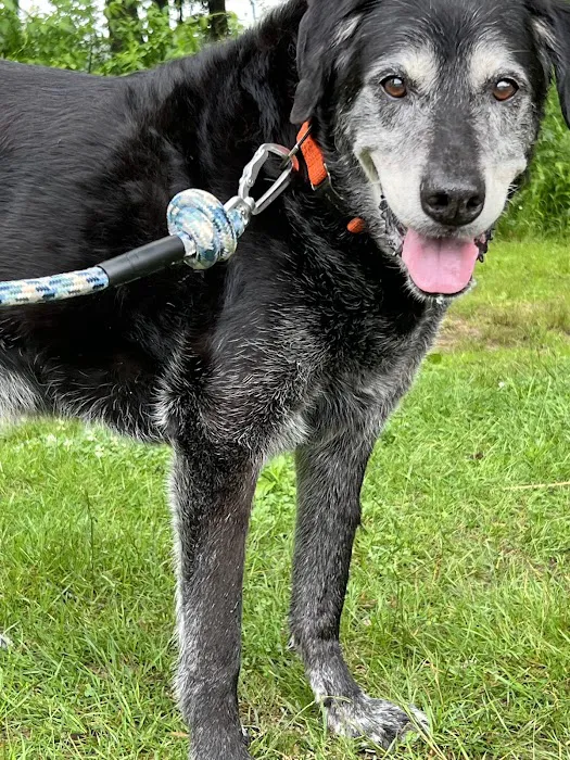 Allenstown Animal Hospital 9