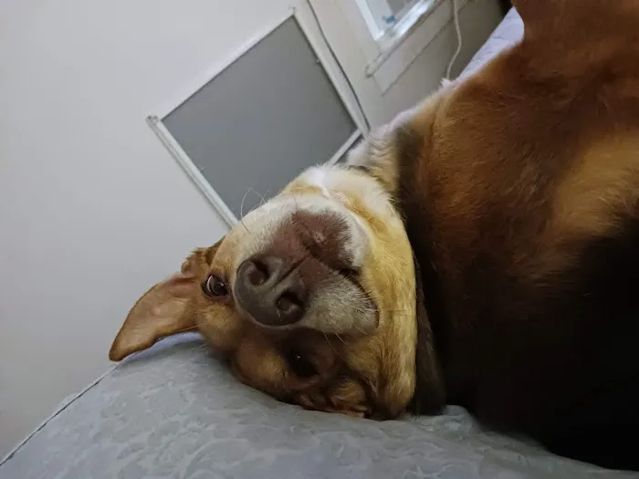 Central New Hampshire Animal Care 8