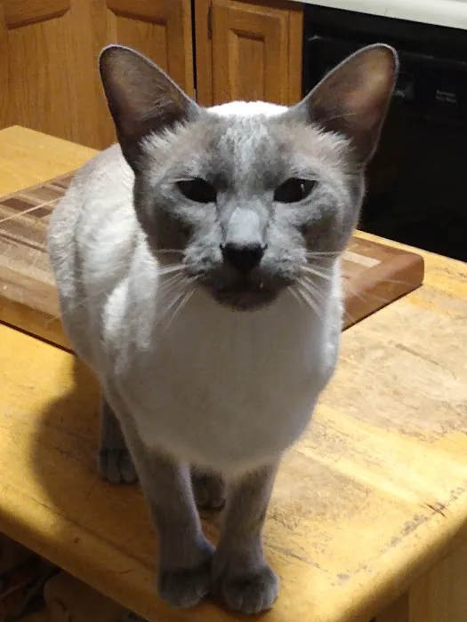 Central New Hampshire Animal Care 9