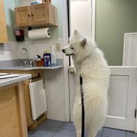 Central New Hampshire Animal Care ico
