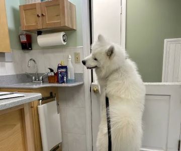Central New Hampshire Animal Care