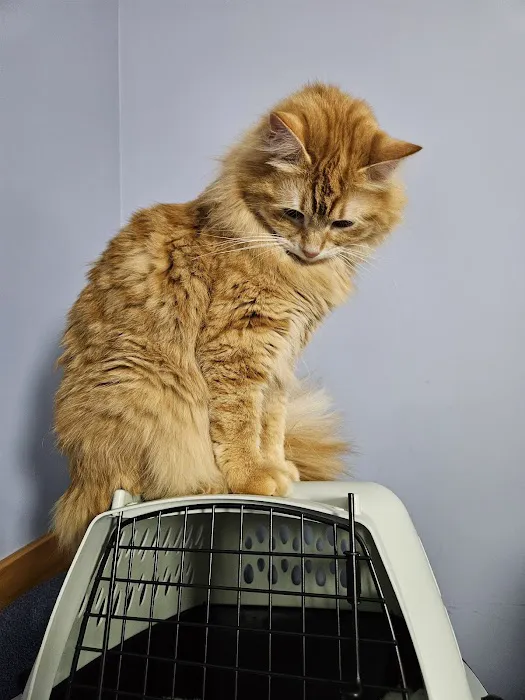 CVCA Cardiac Care for Pets - Waltham 1