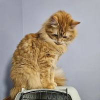 CVCA Cardiac Care for Pets - Waltham ico
