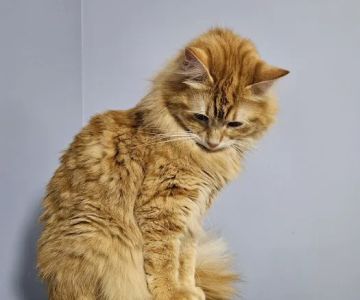 CVCA Cardiac Care for Pets - Waltham