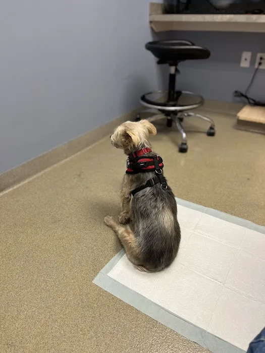 CVCA Cardiac Care for Pets - Waltham 2