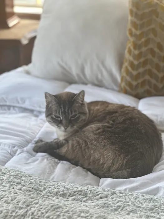 CVCA Cardiac Care for Pets - Waltham 7