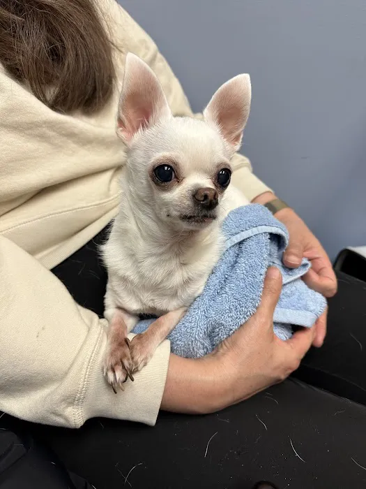 CVCA Cardiac Care for Pets - Waltham 4