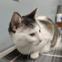 BluePearl Pet Hospital ico