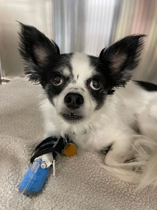 BluePearl Pet Hospital 2