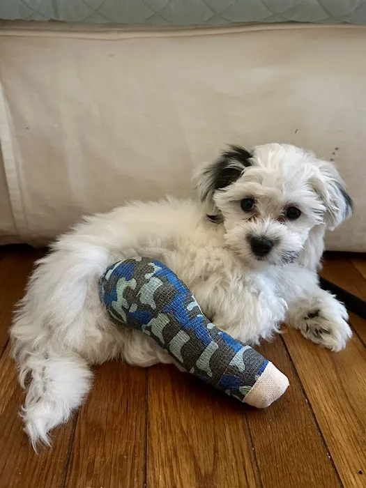 BluePearl Pet Hospital 5