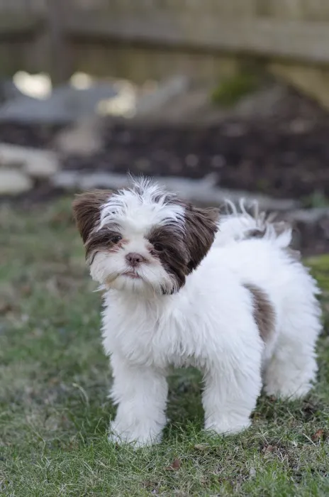 MSPCA-Angell West 3