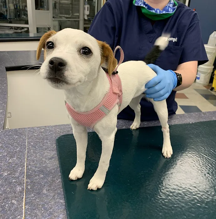 MSPCA-Angell West 7