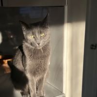 Merrimack Animal Hospital ico