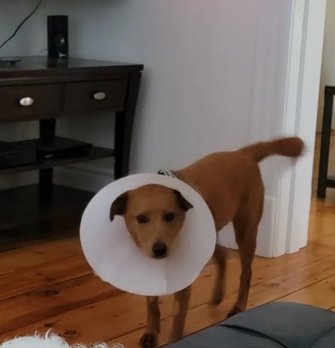 Merrimack Animal Hospital 3