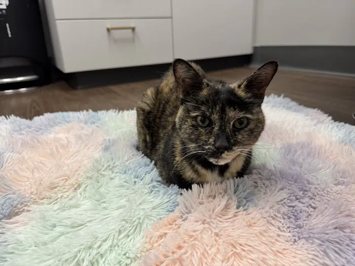 PetMedic Urgent Care Vet Clinic - Burlington 5