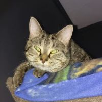 Burlington Veterinary Hospital ico