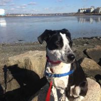 www.PetBehaviorProblems.com ico