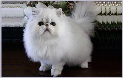 www.PetBehaviorProblems.com 2