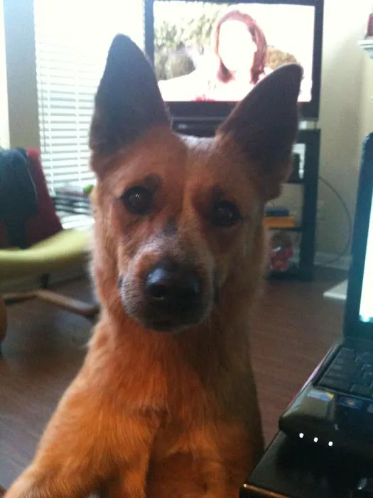Burlington Animal Clinic 3