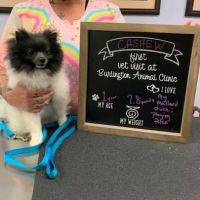Burlington Animal Clinic ico