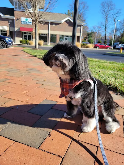 Cambridge Street Animal Hospital 1
