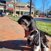 Cambridge Street Animal Hospital ico
