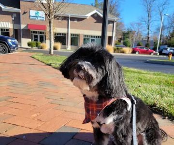 Cambridge Street Animal Hospital