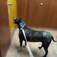 Woburn Animal Hospital ico