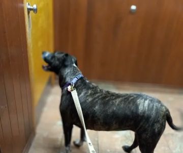 Woburn Animal Hospital