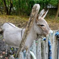 Adams Animal Clinic ico