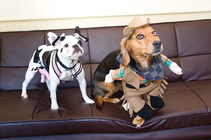 Best Pets Veterinary Hospital 10
