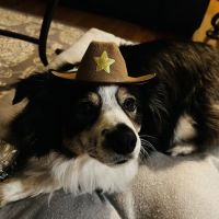 Wilmington Veterinary Hospital ico