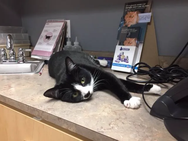 Shawsheen Animal Hospital 5