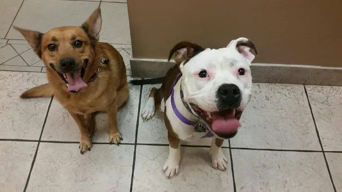 Shawsheen Animal Hospital 3