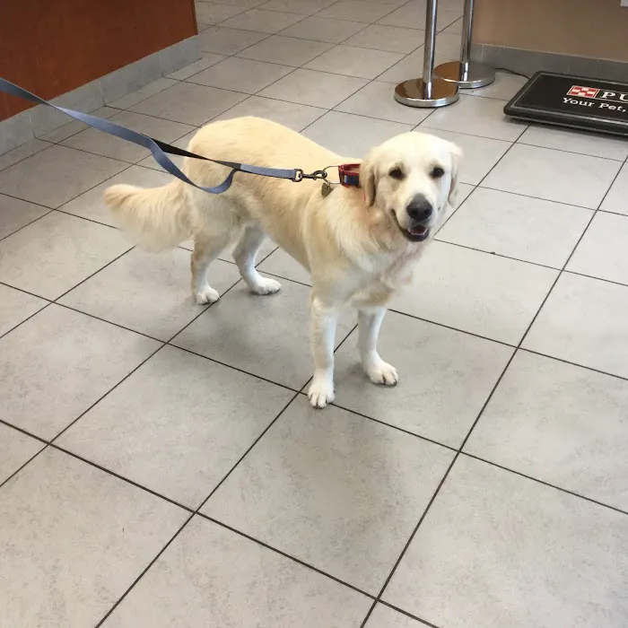 Shawsheen Animal Hospital 7