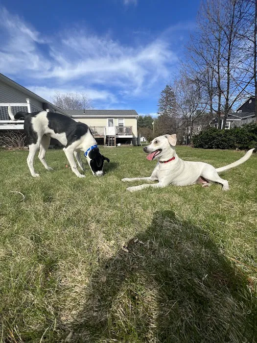 Shawsheen Animal Hospital 2