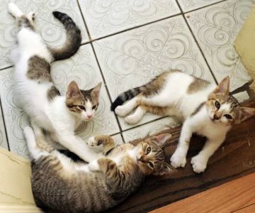 Waltham Veterinary Hospital