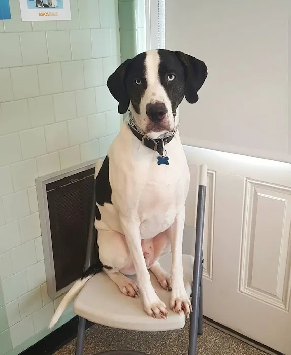 Kindness Animal Hospital 6
