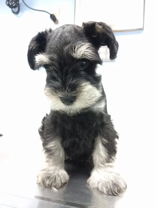 Kindness Animal Hospital 9