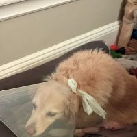 Kindness Animal Hospital ico