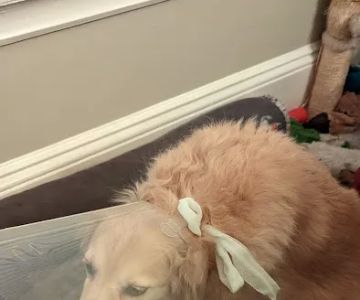 Kindness Animal Hospital