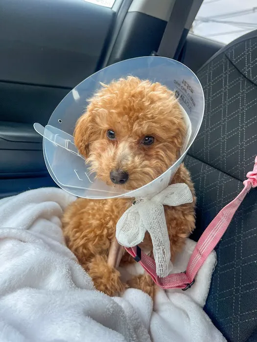 Kindness Animal Hospital 4